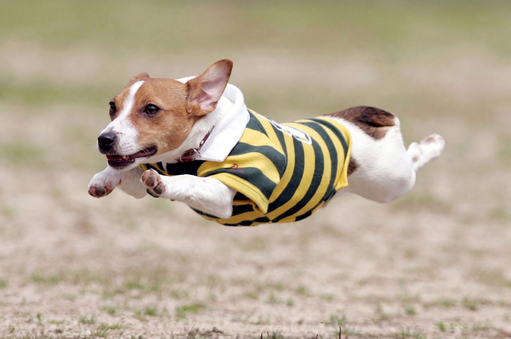 芝生の上を飛ぶように走るジャックラッセルテリア｜飛行犬